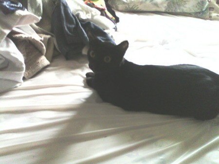 Black cat laying on bed.