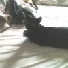Black cat laying on bed.