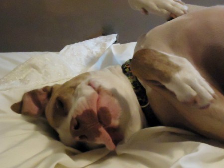 Hutch lying upside down, closeup of face.