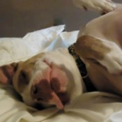 Hutch lying upside down, closeup of face.