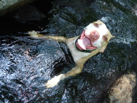 Hutch in the stream.