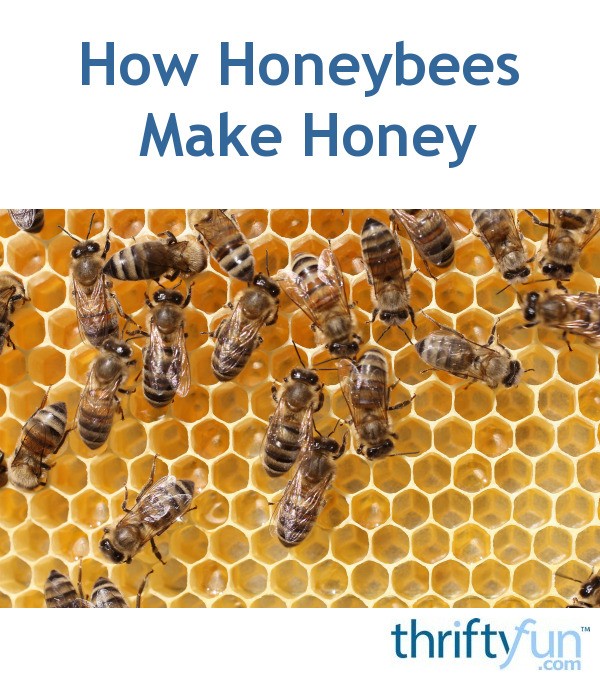 How Honeybees Make Honey | ThriftyFun