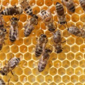 How Honeybees Make Honey