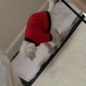Dog Pooping on the Carpet