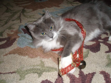 Fuzzy wrapped up in ribbon with a bell attached.