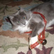 Fuzzy wrapped up in ribbon with a bell attached.