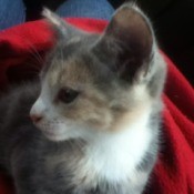 Closeup of kitten.