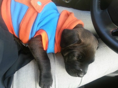 Small brown puppy wearing blue and orange coat.