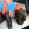 Small brown puppy wearing blue and orange coat.