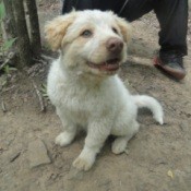 Closeup of the puppy.