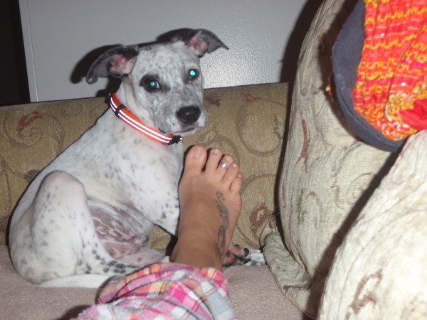 Dog on couch near owner's foot.