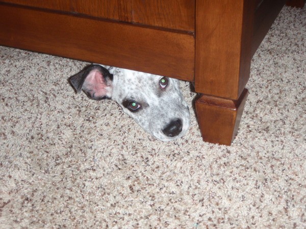 Dog peeking out from underneath furniture.
