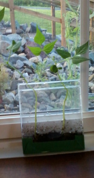 CD case on windowsill with emerging seedlings