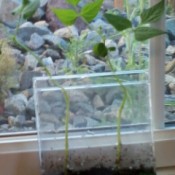 CD case on windowsill with emerging seedlings