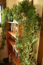 Bathe them in light, plants on bookshelves