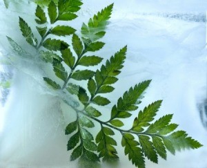Fern in the ice and snow.