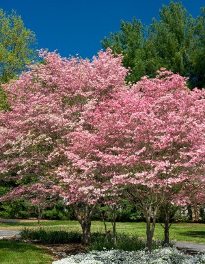 Dogwood tree in spring.