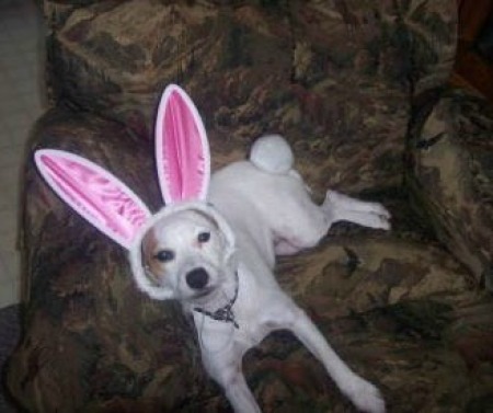 Dog in bunny ears.