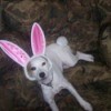 Dog in bunny ears.