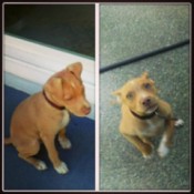 small brown pitbull