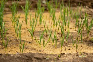 Growing onions with sawdust.