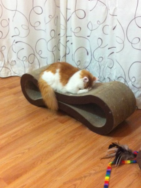 Cat on pet lounge.