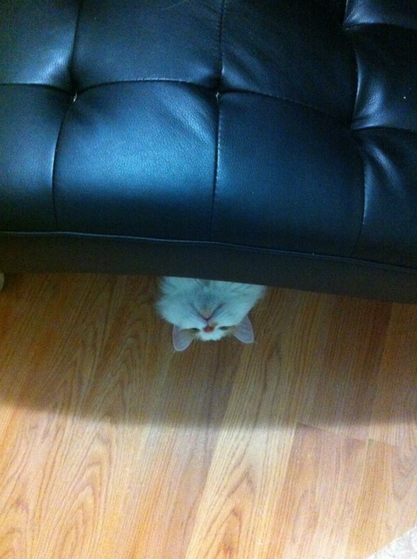 Cat under couch.