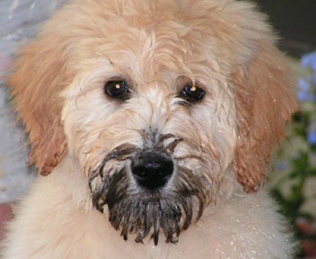 Dog with mud on its face.