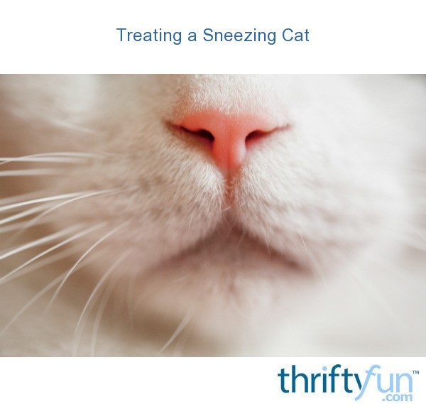 Treating a Sneezing Cat? | ThriftyFun