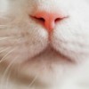 Close up of a white cat's nose.