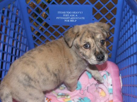 Brindle puppy on blanket in a crate.