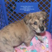 Brindle puppy on blanket in a crate.