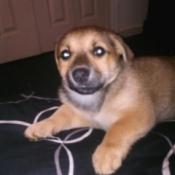 Tan puppy with dark muzzle.