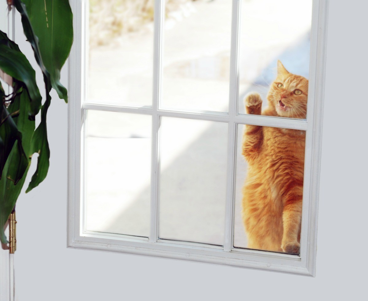 cat at door