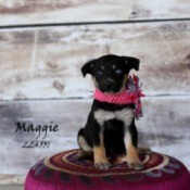 Black, tan, and white puppy.
