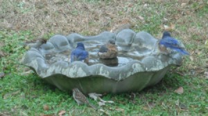 Several birds on bird bath placed on the ground.