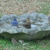 Several birds on bird bath placed on the ground.