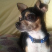 Black and tan dog with white chest.