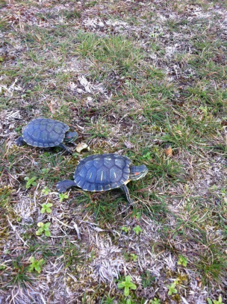 Two turtles on the lawn.