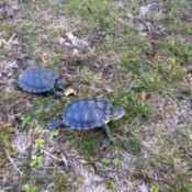 Two turtles on the lawn.