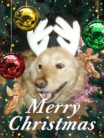 Lucy with reindeer antlers on Christmas card.