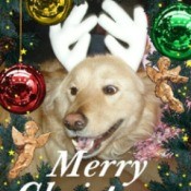 Lucy with reindeer antlers on Christmas card.