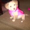 Tan puppy in pink coat.