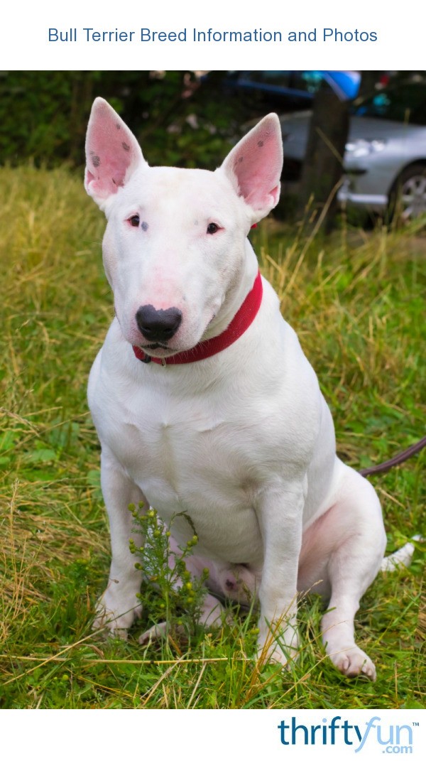 Bull Terrier Breed Information and Photos | ThriftyFun