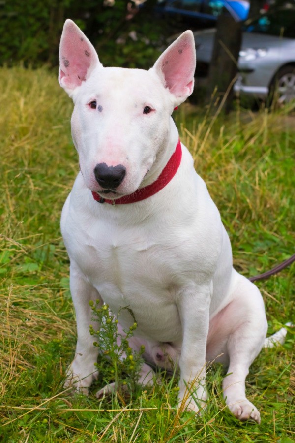 Bull Terrier Breed Information and Photos ThriftyFun