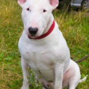 Bull Terrier