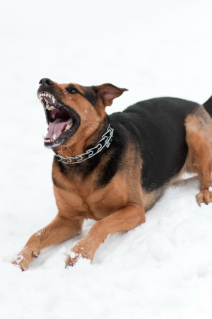 Aggressive dog in the snow.