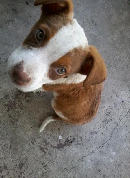 Closeup of reddish brown and white puppy.