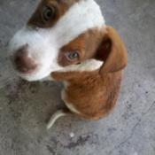 Closeup of reddish brown and white puppy.
