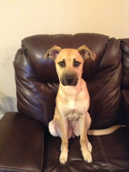 Tan dog with dark muzzle on recliner.